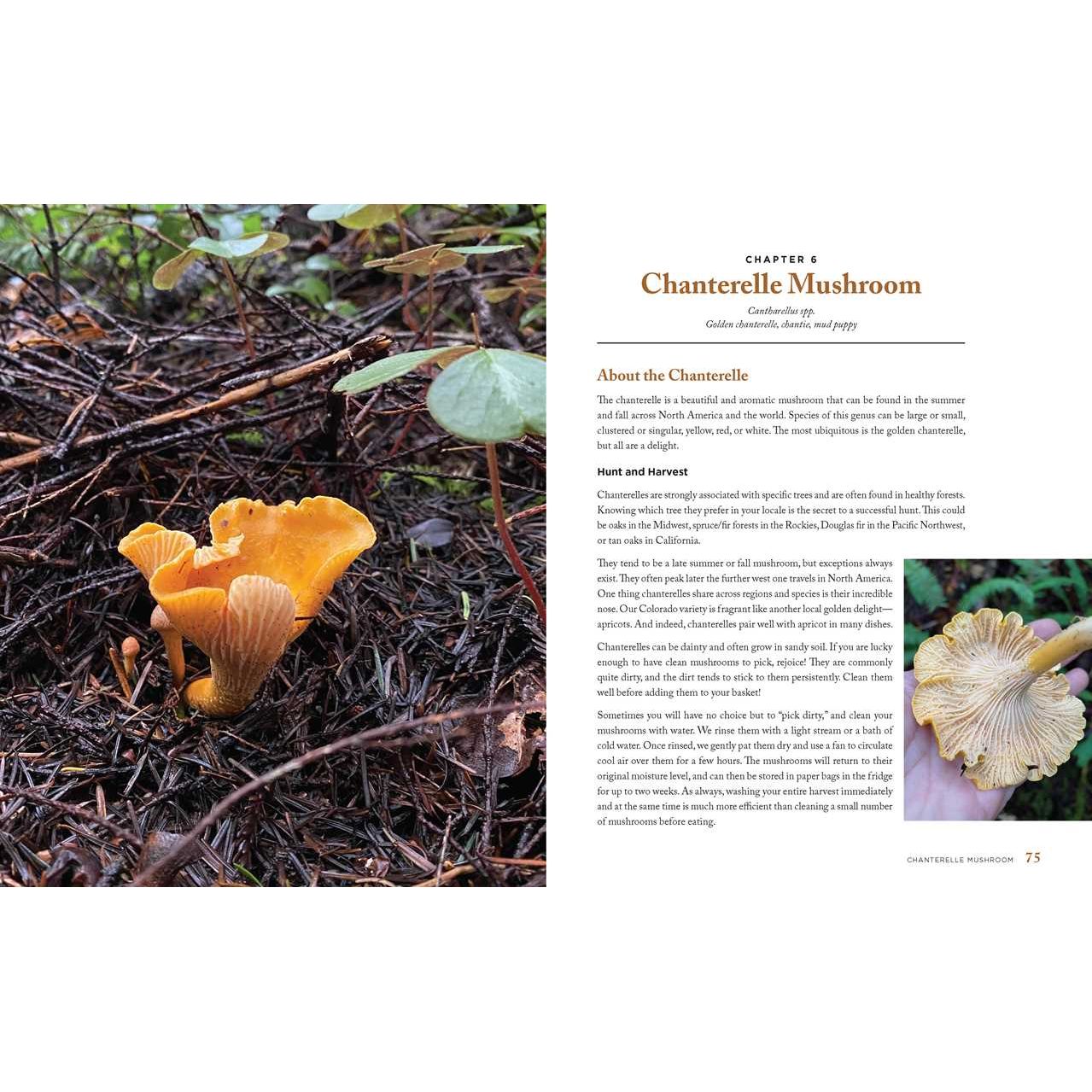 Wild Mushrooms by Kristen Blizzard