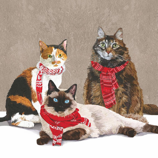 BEV-SCARF CATS