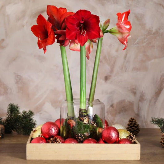 Forcing Holiday Blooms