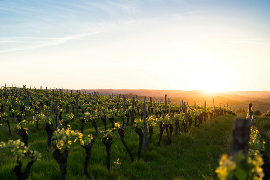 Bordeaux: The Heart of French Wine - A Tasting Journey - Jan 23