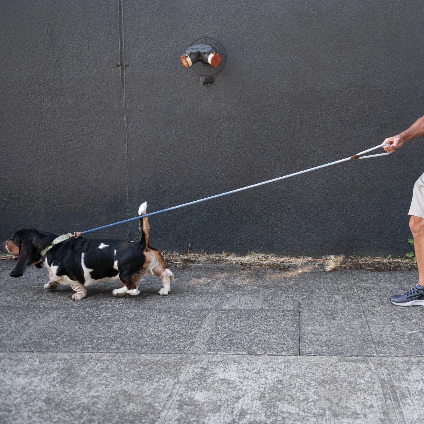 Braided Cotton + Leather Dog Leash